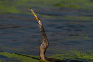 Oriental Darter with its long neck extended tossing a small fish into the air above a wetland, captured in sharp detail during a wildlife photography moment.