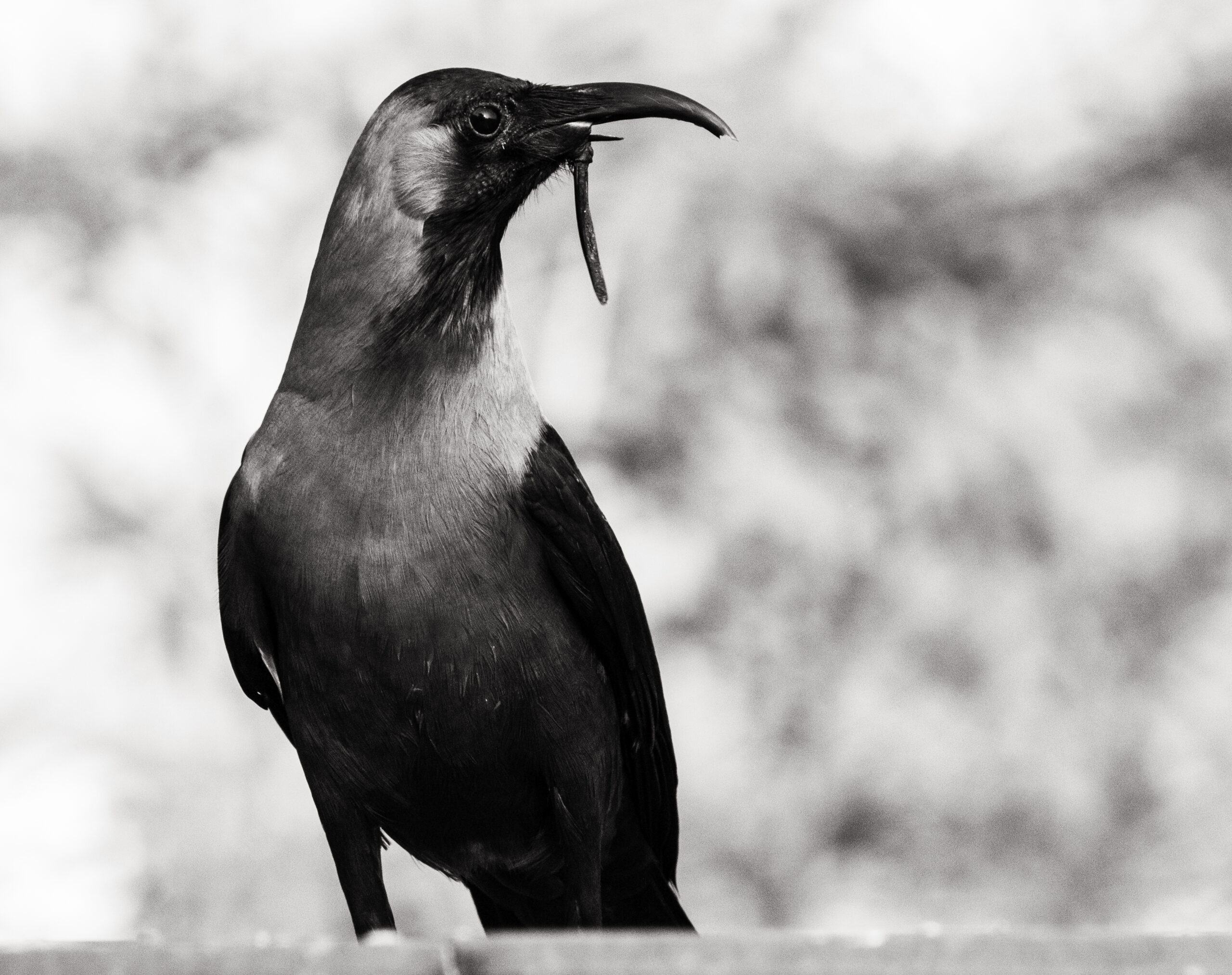 A black-and-white close-up portrait of a house crow holding a worm in its beak, captured with sharp focus against a soft blurred background.