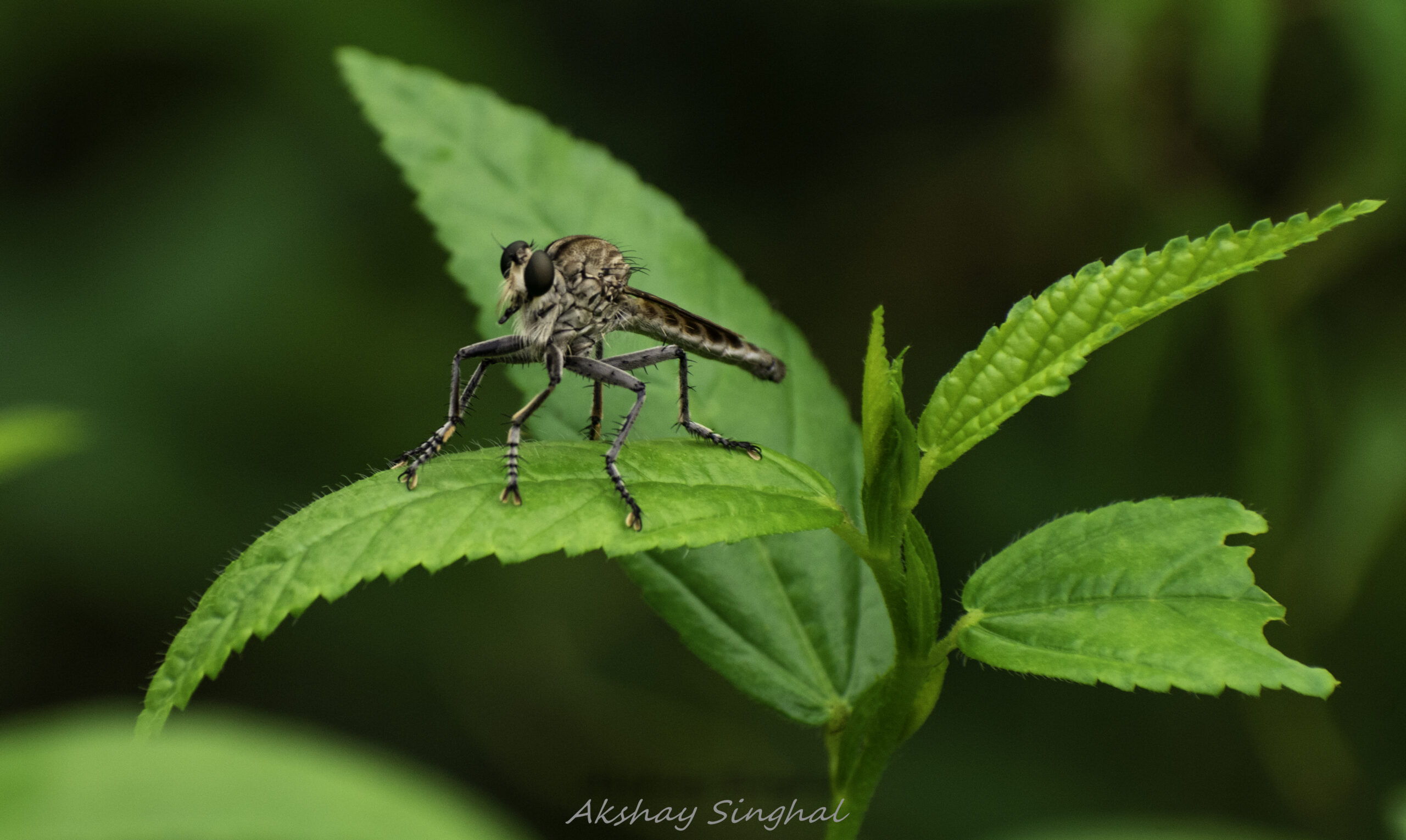 Close-up macro photograph of a robber fly perched on a vibrant green leaf, captured with sharp detail against a soft natural background.