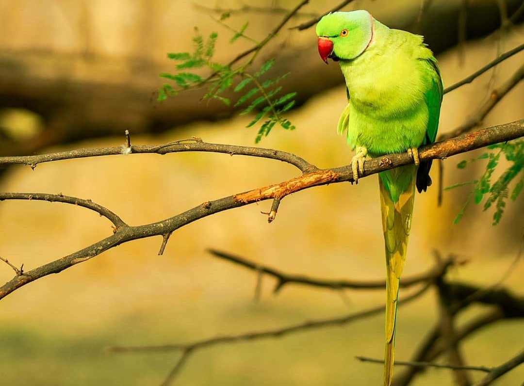 Rose-ringed parakeet perched on a branch, looking down thoughtfully