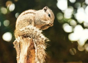 Indian Palm Squirrel sitting on a tree stump while eating food in a natural forest environment.