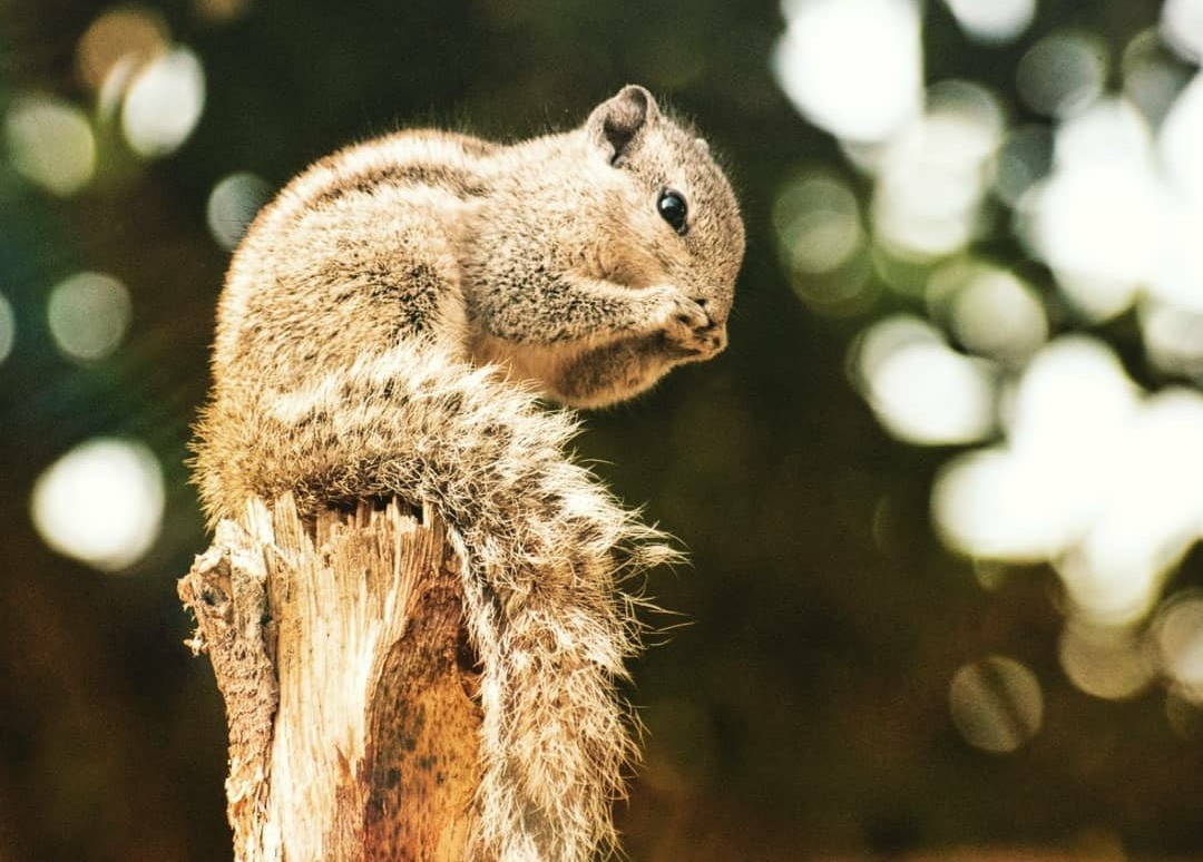 Indian palm squirrel eating while perched on a wooden stump