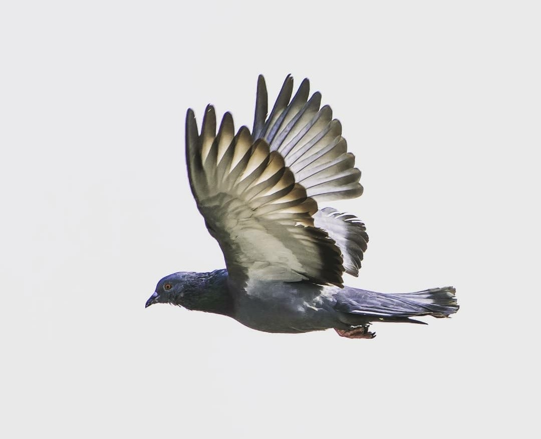 Rock pigeon in flight with wings fully spread against a plain sky