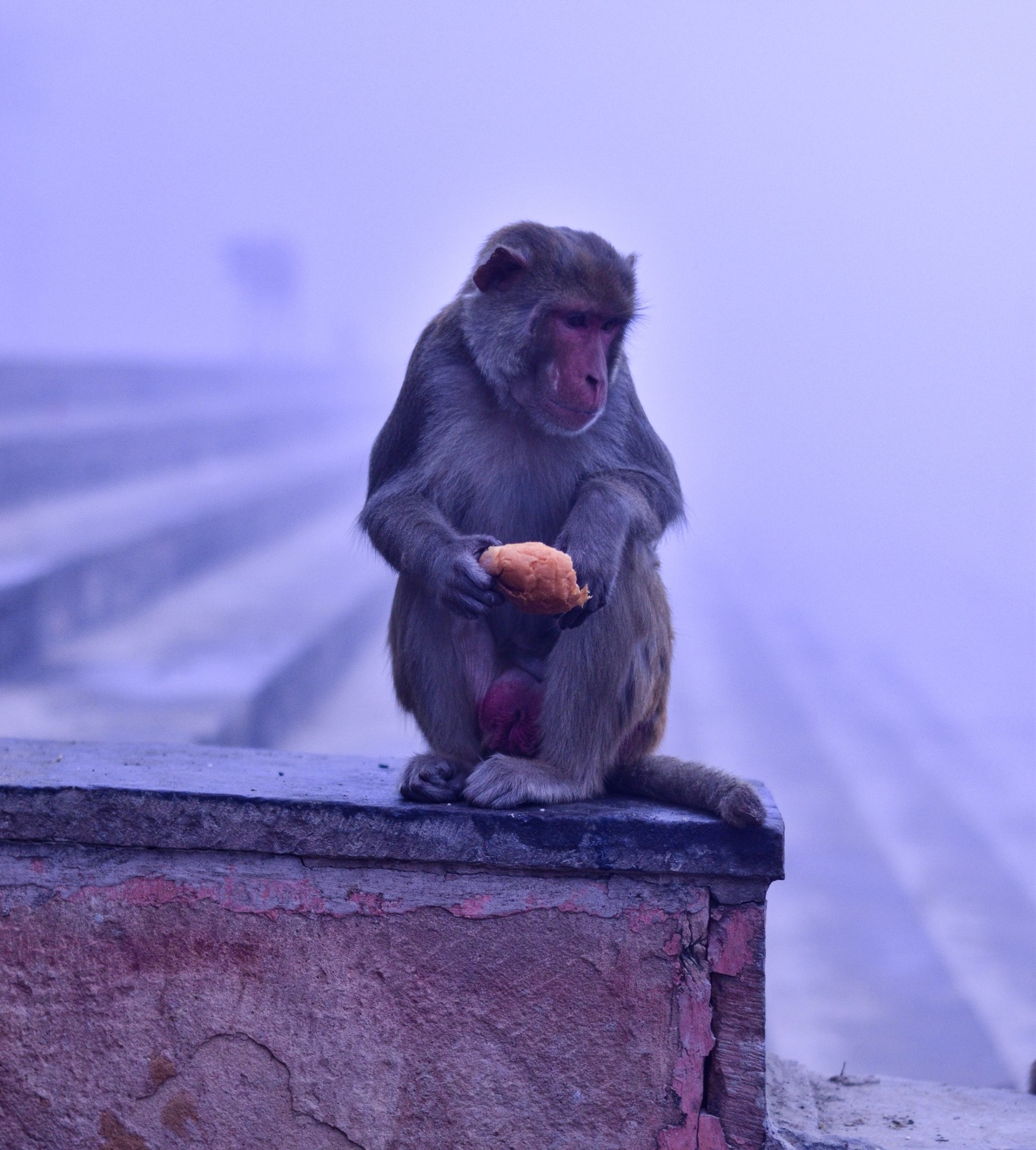 Rhesus macaque sitting on a stone wall eating bread in early morning fog