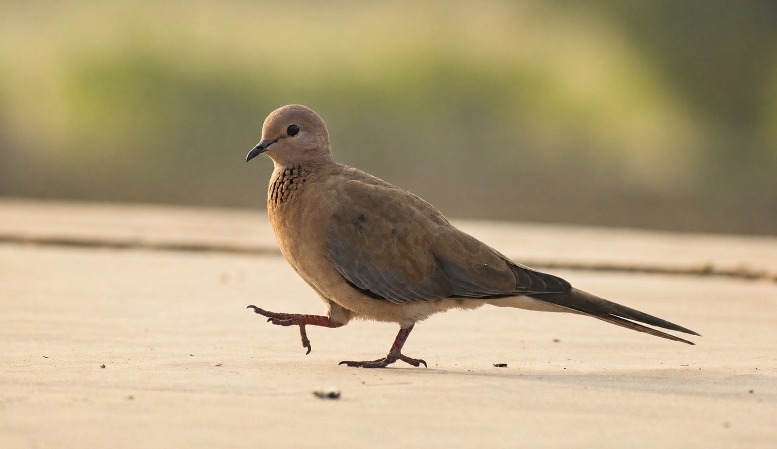Laughing dove walking mid-stride in golden morning light