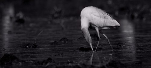 Black-and-white photograph of a great egret searching for food in shallow water with its neck extended downward.