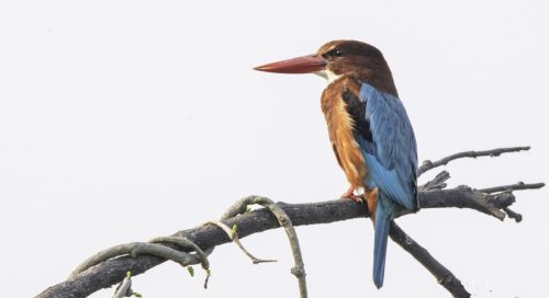 A white-throated kingfisher perched on a tree branch, displaying vivid blue wings, a chestnut head, and a bright red beak.