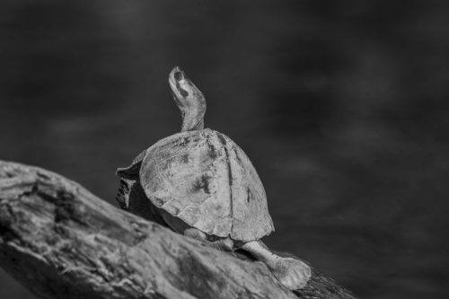 _DSC0233