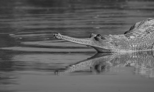 Black-and-white photograph of a gharial partially submerged in calm water with its long narrow snout and reflection clearly visible.