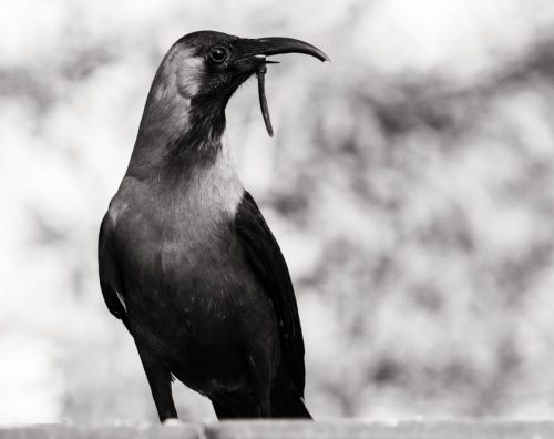 A black-and-white close-up portrait of a house crow holding a worm in its beak, captured with sharp focus against a soft blurred background.