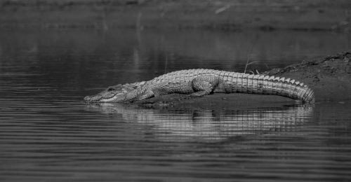 _DSC0289