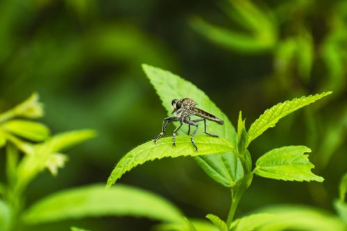 Close-up macro photograph of a robber fly perched on a bright green leaf with a soft natural green background.