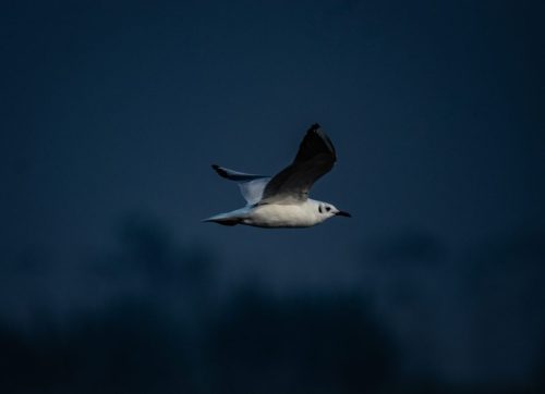 _DSC0980